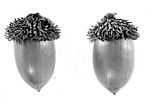 Lithocarpus densiflorus acorn.jpg