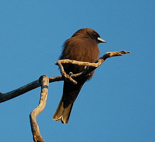 <span class="mw-page-title-main">Little woodswallow</span> Species of bird
