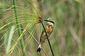 * Nomination Little bee-eater (Merops pusillus argutus), Namibia --Charlesjsharp 07:25, 14 April 2018 (UTC) * Promotion Good quality. --Poco a poco 09:28, 14 April 2018 (UTC)