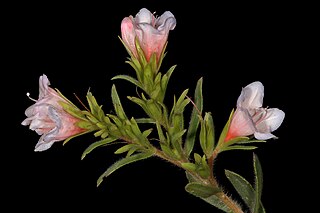 <i>Lobostemon fruticosus</i> Species of plant from South Africa