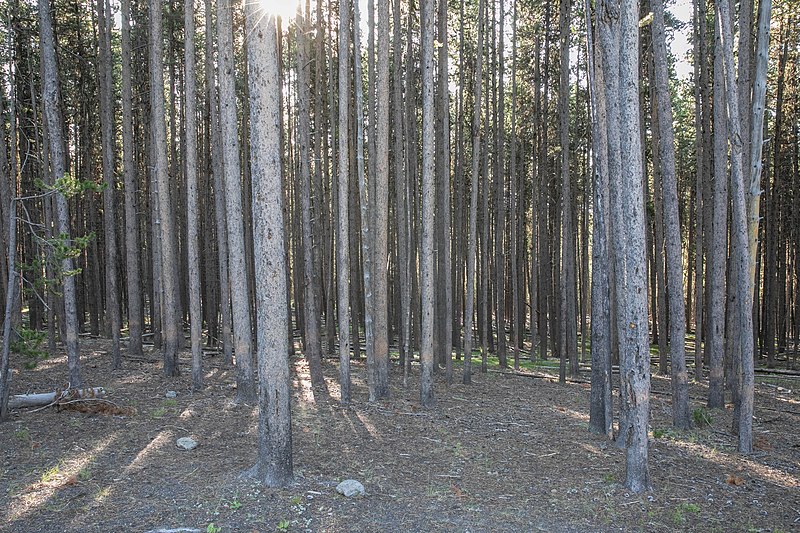 File:Lodgepole pine forest (909f2b89-b594-4171-bc78-f83f953d2b5f).jpg