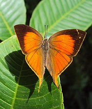 Loxura atymnus - Yamfly 11.JPG