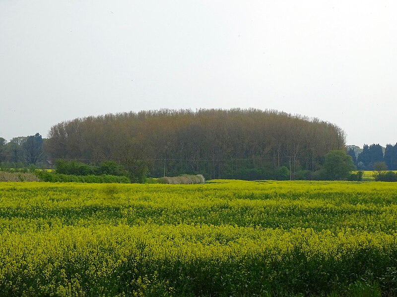 File:Lumbry Wood in May - geograph.org.uk - 4940386.jpg