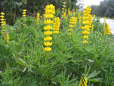 Lupins jaunes envahissant un bord de route au Portugal.