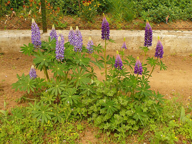 File:Lupinus polyphyllus syp1.JPG