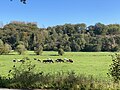 Grasende Kuhherde im Mühlenbachtal