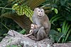 Macaca leonina mother with baby - Khao Yai.jpg