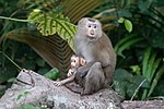 Miniatiūra antraštei: Šiaurinė kiauliauodegė makaka