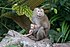 Macaca Leonina moeder met baby - Khao Yai.jpg