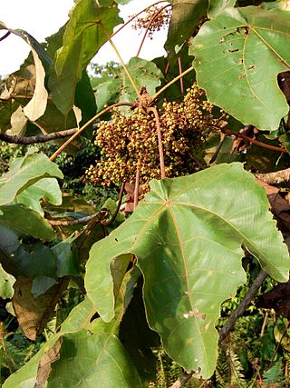 <i>Macaranga gigantea</i> Species of tree