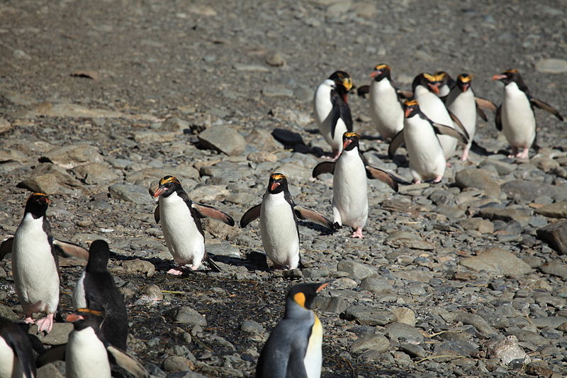 File:Macaroni Penguins and one King Penguin (5892966150).jpg