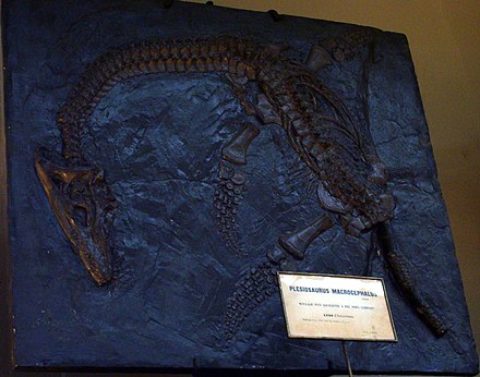 Cast of Plesiosaurus macrocephalus found by Mary Anning in 1830, Muséum national d'histoire naturelle, Paris