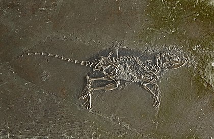 Macrocranion tupaiodon, fóssil do período eoceno encontrado no sítio fossilífero de Messel, Alemanha. (definição 3 964 × 2 572)