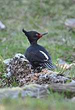 Thumbnail for File:Magellanic Woodpecker (Campephilus magellanicus).jpg