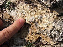 This photograph shows a nummulitic limestone. A person's finger is used to show scale; the fossils range in size from an eighth of a fingernail to a fingernail.