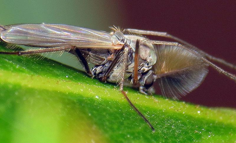 File:Male Chironomid non-biting midge (9517511718).jpg