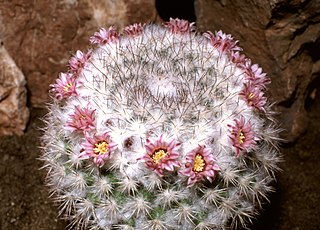 <i>Mammillaria</i> Genus of cactus mostly from Mexico