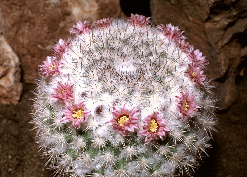 Pincushion - Wikipedia