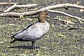 * Nomination Maned duck (Chenonetta jubata) male --Charlesjsharp 16:07, 19 February 2024 (UTC) * Promotion  Support Good quality. --Mike Peel 20:51, 19 February 2024 (UTC)
