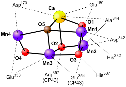 File:Manganese cluster in the oxygen-evolving complex.svg