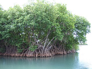 Ecological values of mangroves