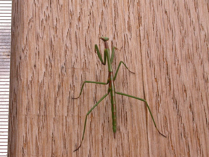 File:Mantodea sp. (6404365641).jpg