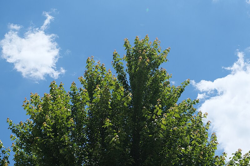 File:Maple (51282852756).jpg