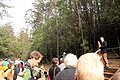 Federal Enviroment Minister Mark Butler opening the Kalatha giant tree walk on National Tree Day, July 28, 2013, Sylvia Creek Rd, Toolangi, Victorian Central Highlands