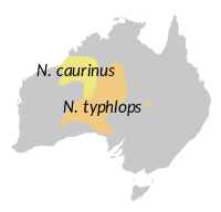 Marsupial mole distribution map.svg