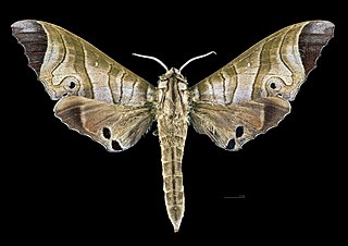 <i>Marumba saishiuana</i> Species of moth