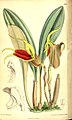 Masdevallia elephanticeps - Curtis' 128 (Ser. 3 no. 58) pl. 7824 (1902).jpg