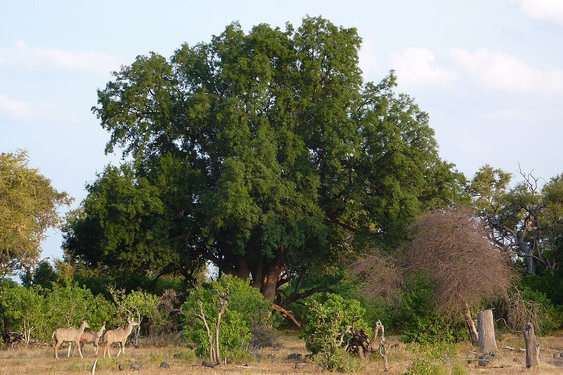 Xanthocercis zambesiaca