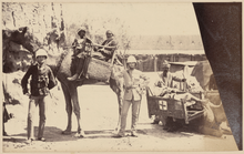 Fotografía de camellos equipados con asientos o plataforma para transportar heridos.