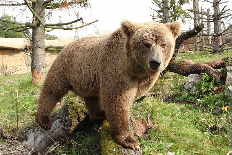 File:Medvěd plavý (Ursus arctos isabellinus).jpg