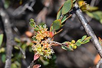 Melaleuca pauciflora