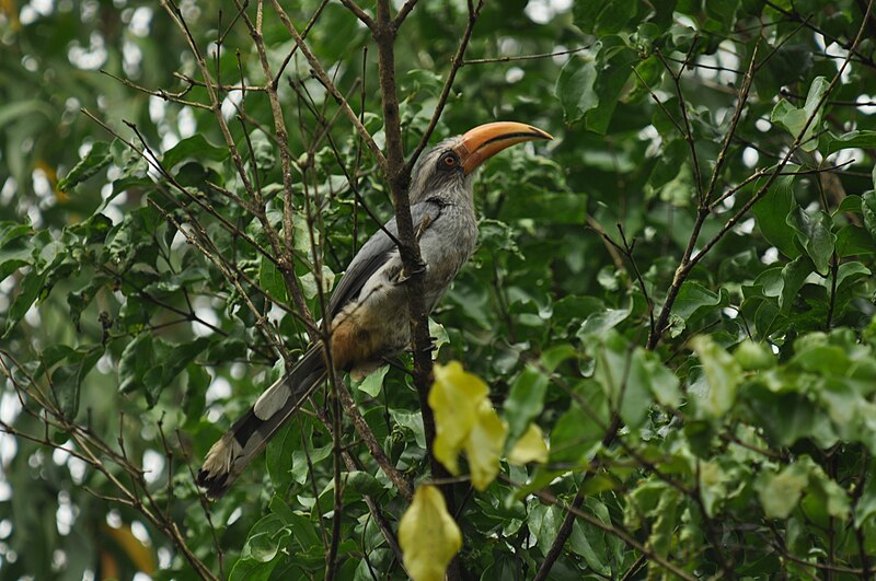 File:MgHornbill DSC 1320.jpg