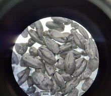 Microscope view - Charred Plant Remains.tif