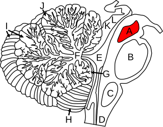 Midbrain Forward-most portion of the brainstem