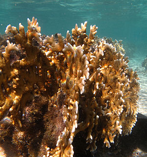 <i>Millepora tenera</i> species of cnidarian