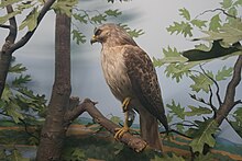 Red-tailed hawk - Wikipedia