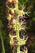 Mitella koshiensis