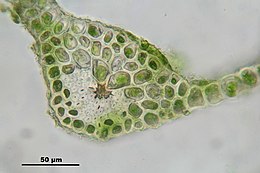 Gewoon sterrenmos (Mnium hornum), dwarse doorsnede blad en bladnerf