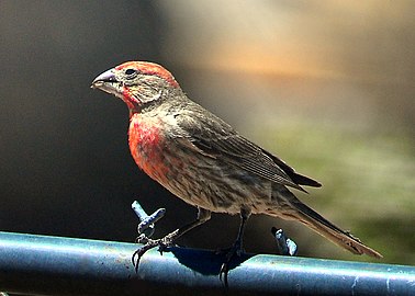 Male Mojave house finch