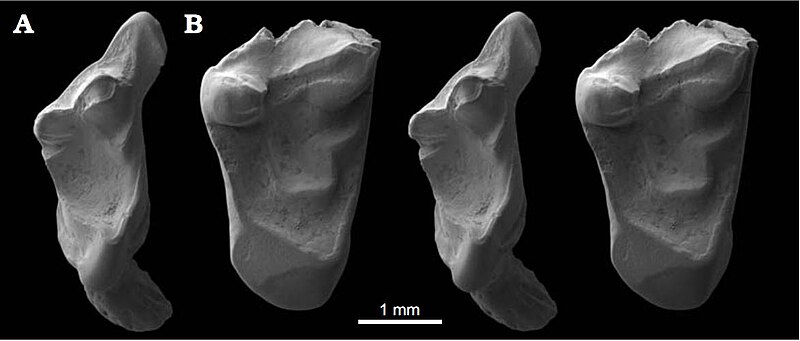 File:Molars of Durlstotherium newmani & Durlstodon ensomi.jpg