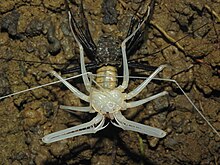 An amblypygid molting Molting process of Tail-less Whip Scorpion from Sri Lanka.jpg