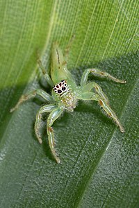 Mopsus mormon (femeie) .jpg