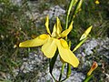 Moraea ramosissima flower