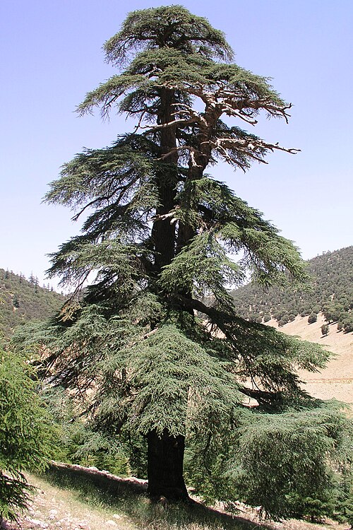 A cedar in the Moroccan Atlas