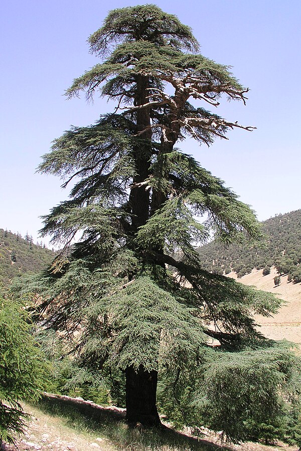 A cedar in the Moroccan Atlas