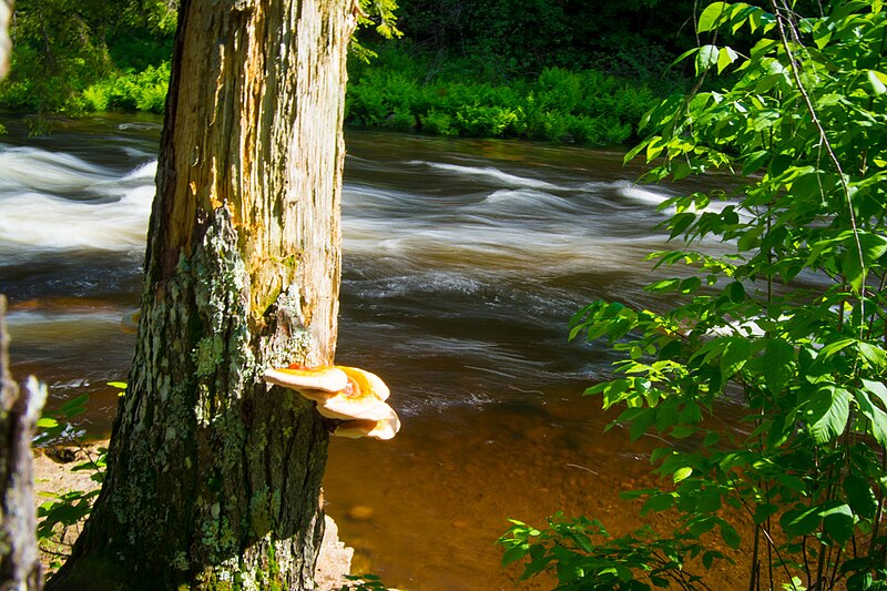 File:Mushrooms on tree beside River.jpg